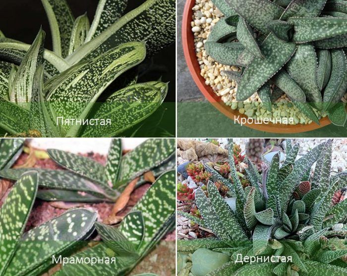 Видове гастерия