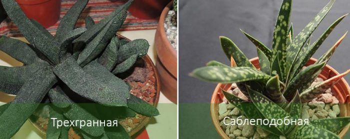 Сортове гастерия