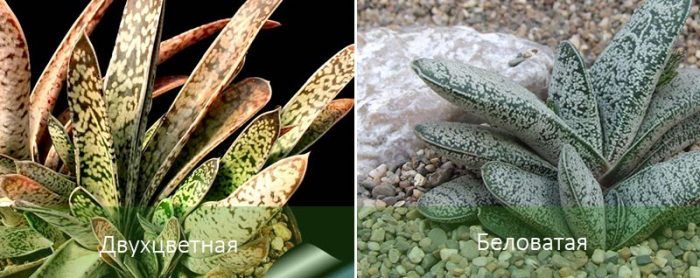 Видове гастерия