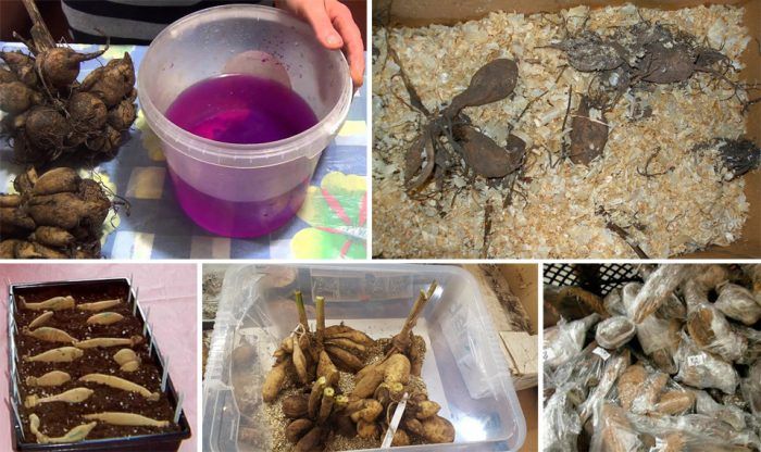 Съхранение на далии през зимата