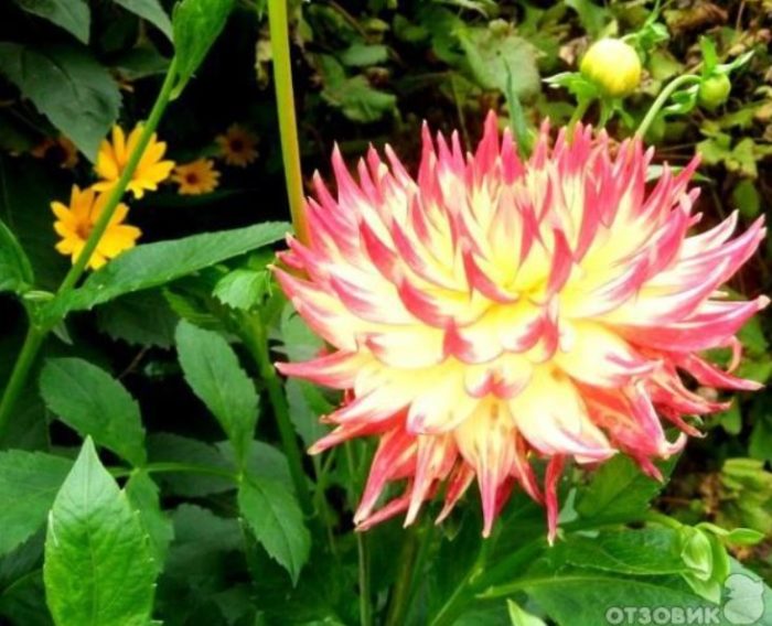 Далия като огън