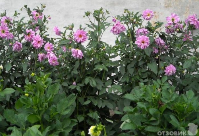 Цветна леха от далии