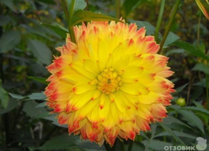 Жълта далия с оранжеви връхчета