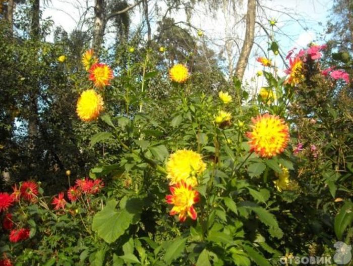 Жълти светлини на далии