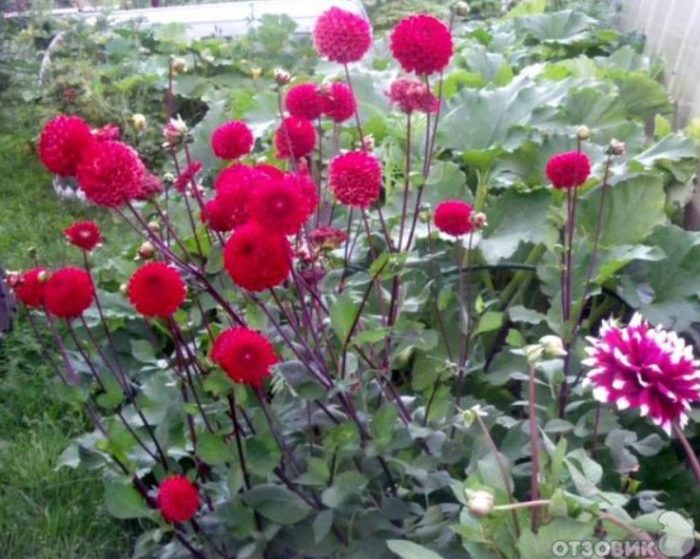 Далии в цветна леха