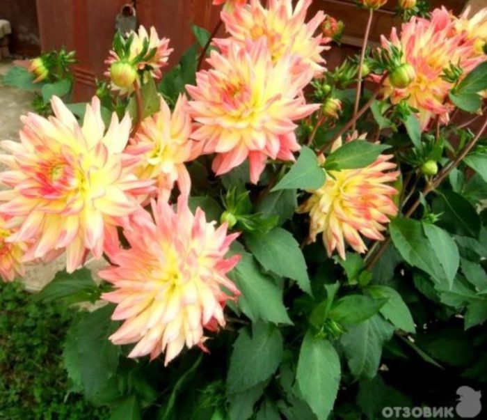 Красиви далии