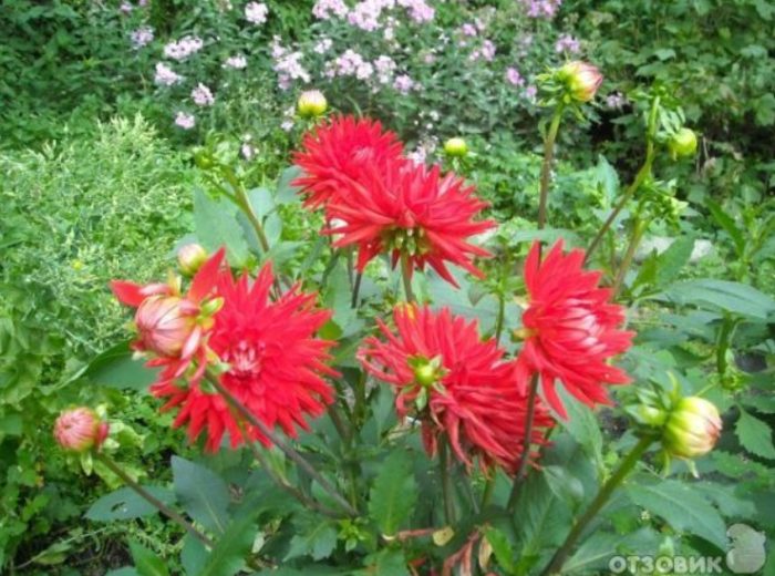 Алени далии