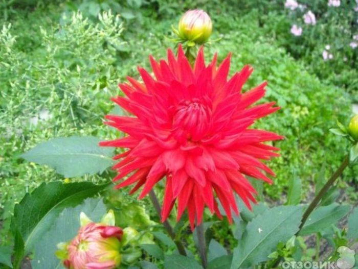 Алена далия