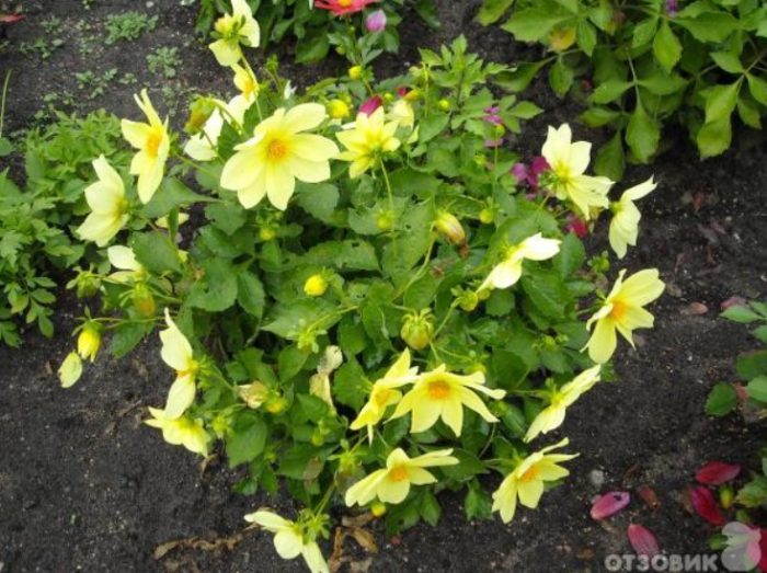 Единични далии