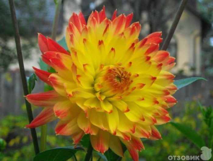Жълто-оранжева далия