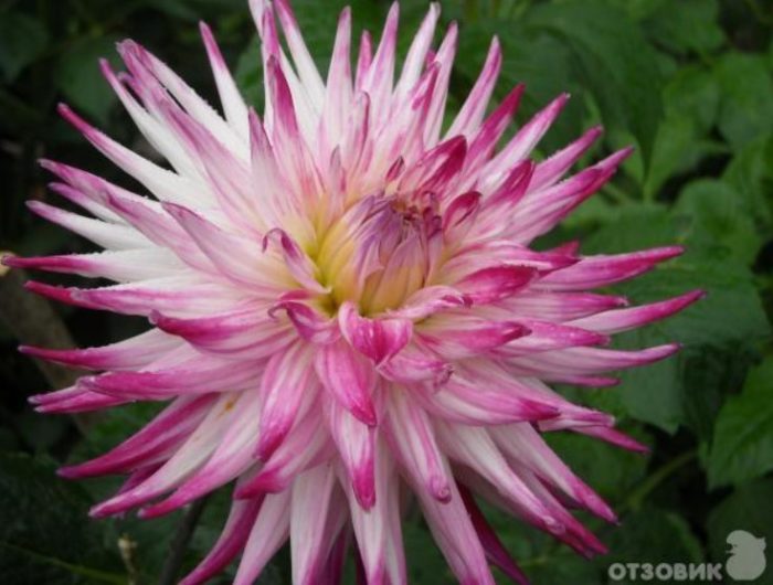 Розова звездна далия
