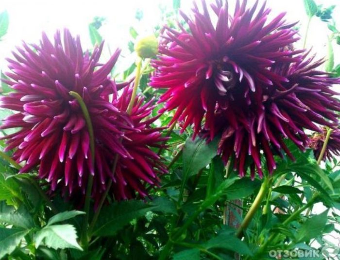 Тъмно бордо далии