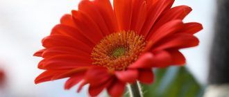 Вътрешен гербер