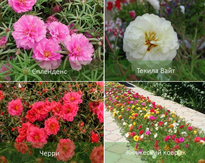 Υβρίδια γλιστρίδας με μεγάλα άνθη