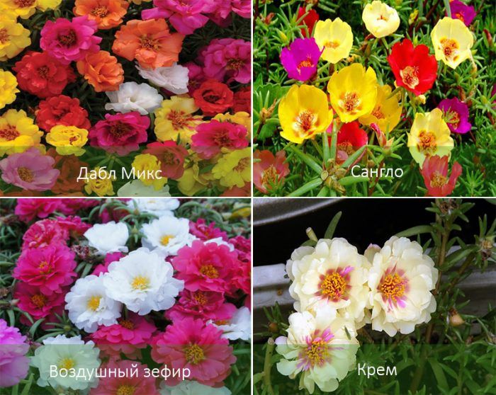 Υβρίδια γλιστρίδας με μεγάλα άνθη