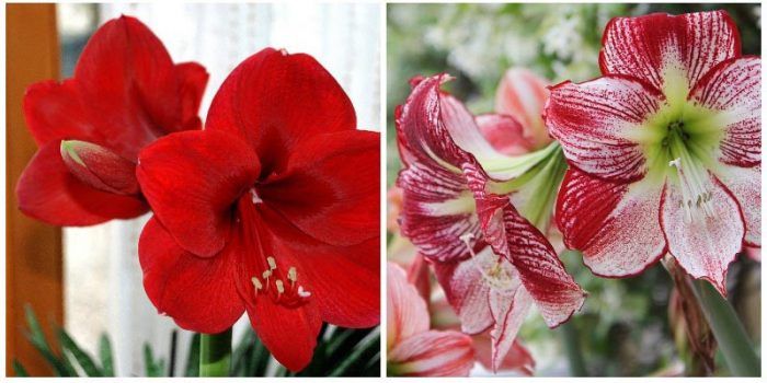 Хипеаструм