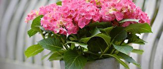 Домашна хортензия