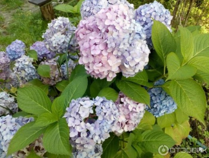 Хортензия със сини цветове