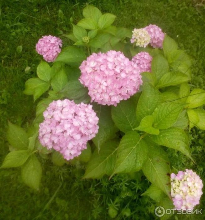 Розови цветя