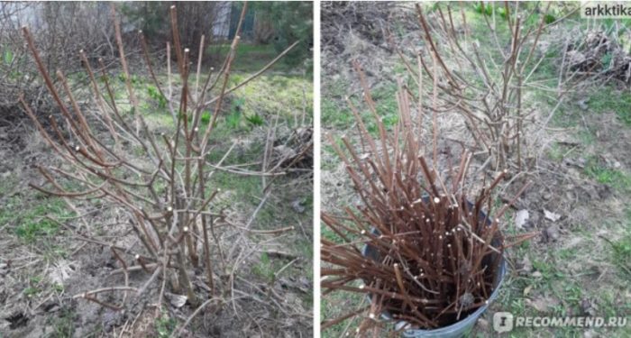 Подрязване на хортензии