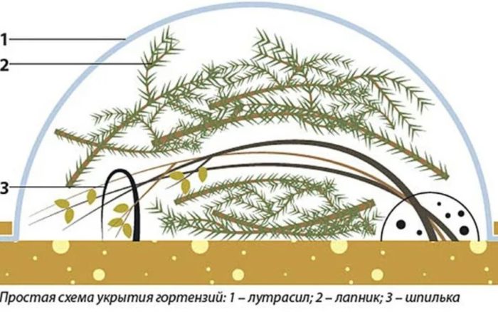 Подслон за хортензия