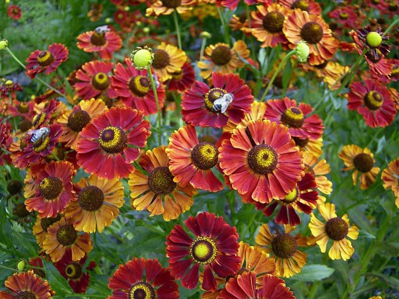 Μέλισσες και ηλένιο Ελένιο