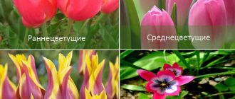 Класификация на лалетата