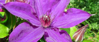 Клематис