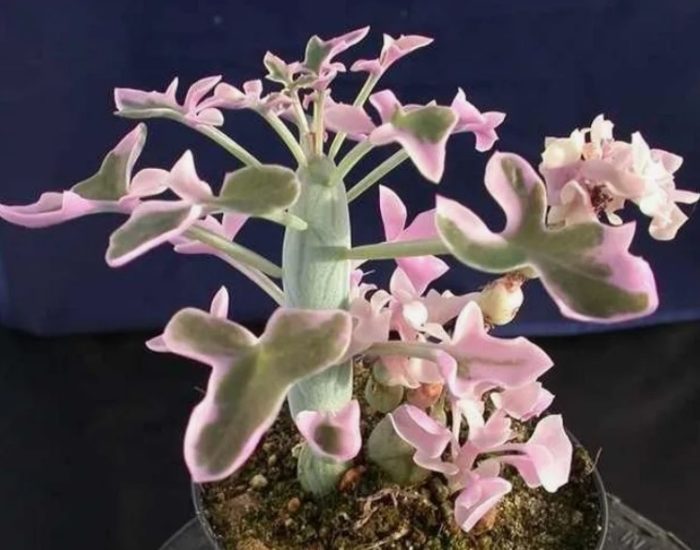 Сенесио артикулира