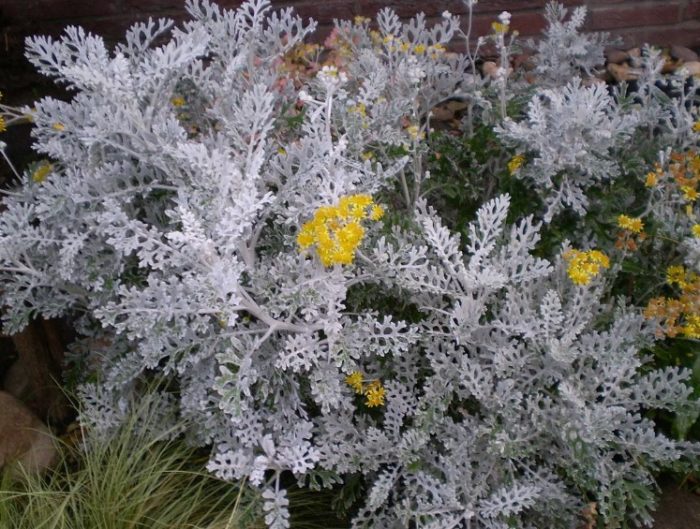 Цинерариев амброуз