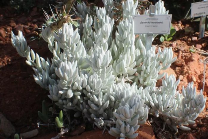 Сенесио Хауортии