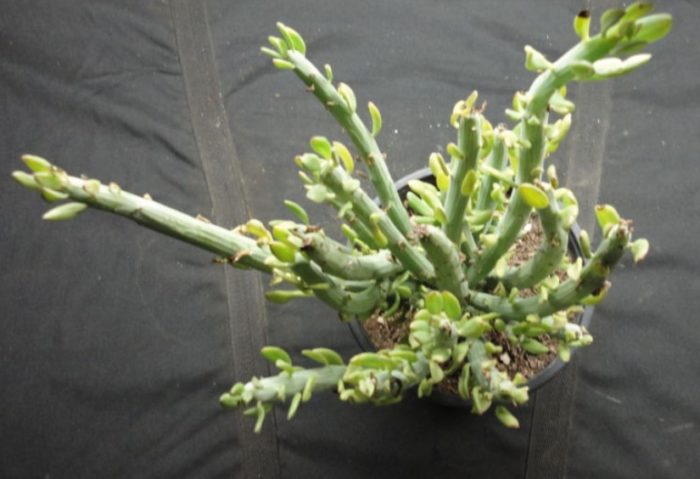 Еуфорбиеви (Senecio euphorbiaceae)