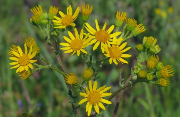 Обикновена земноводна