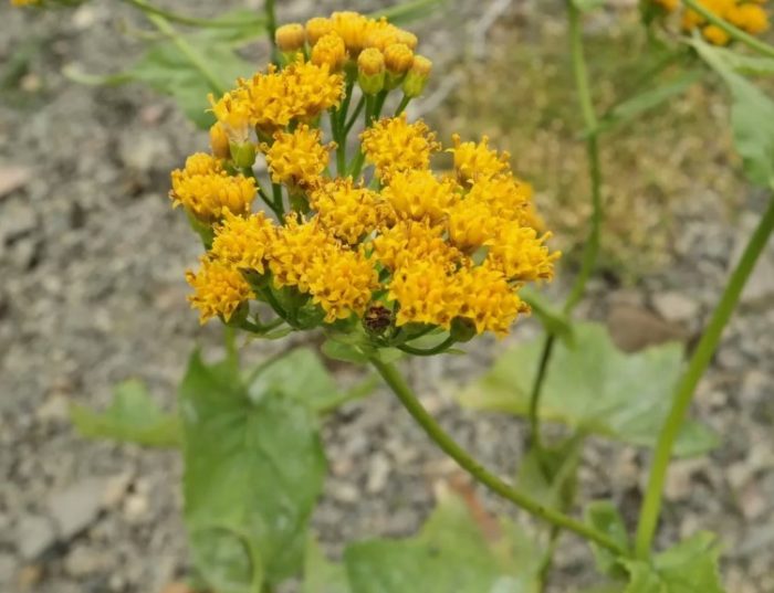 Senecio planifolia