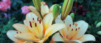 Цвете на лилия