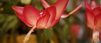 Вътрешна лилия