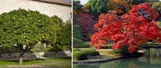 Широколистни дървета