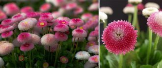 Многогодишни маргаритки