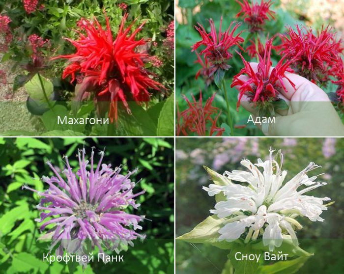 Ποικιλίες μονάρδας