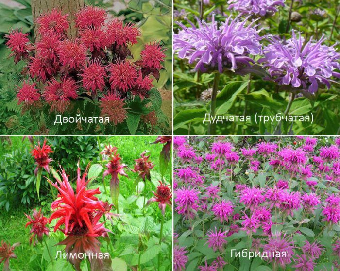 Τύποι Μονάρντα