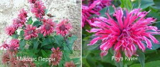 Сортове монарда