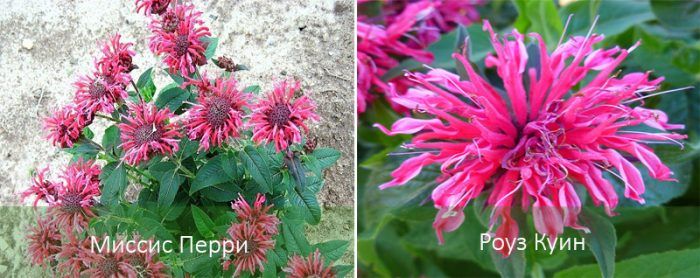 Ποικιλίες μονάρδας