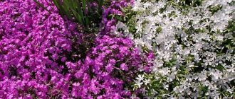 Обриета или аубреция