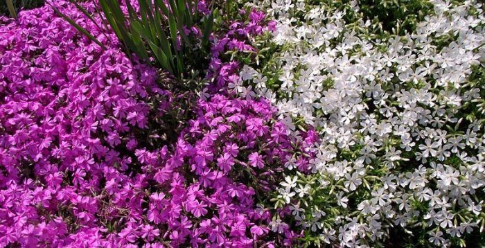 Обриета или аубреция