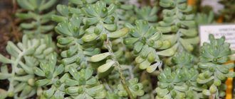 Седум или седум