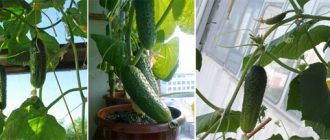 Краставици