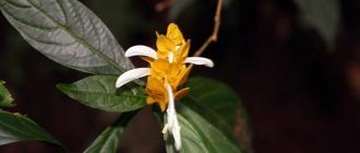 Пахистахис