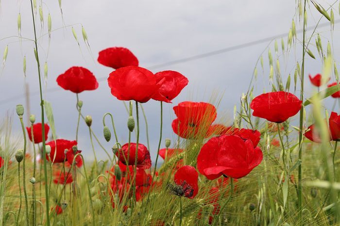 Παπαρούνα αγρού Παπαρούνα