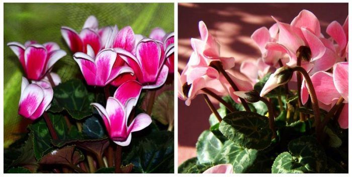 Персийски видове