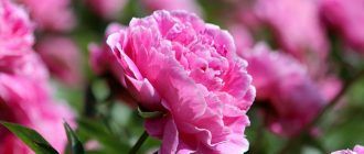 Грижа за божури